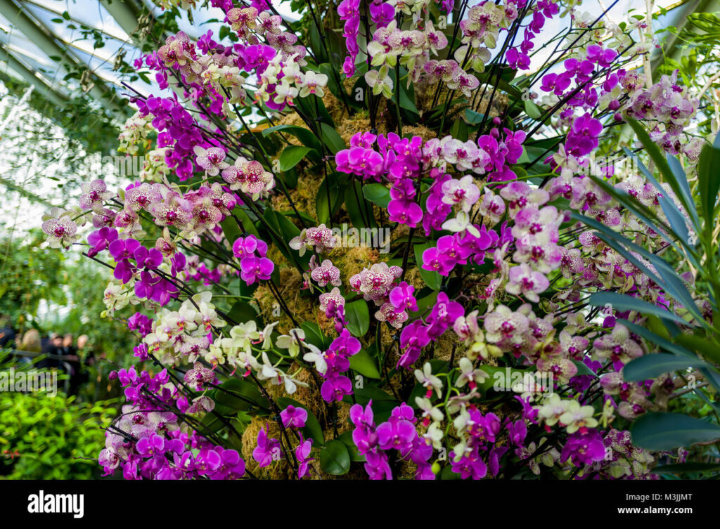 A Floral Extravaganza in Thailand: The Splendid Orchid Gardens