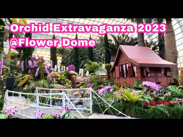 A Floral Extravaganza in Thailand: The Splendid Orchid Gardens