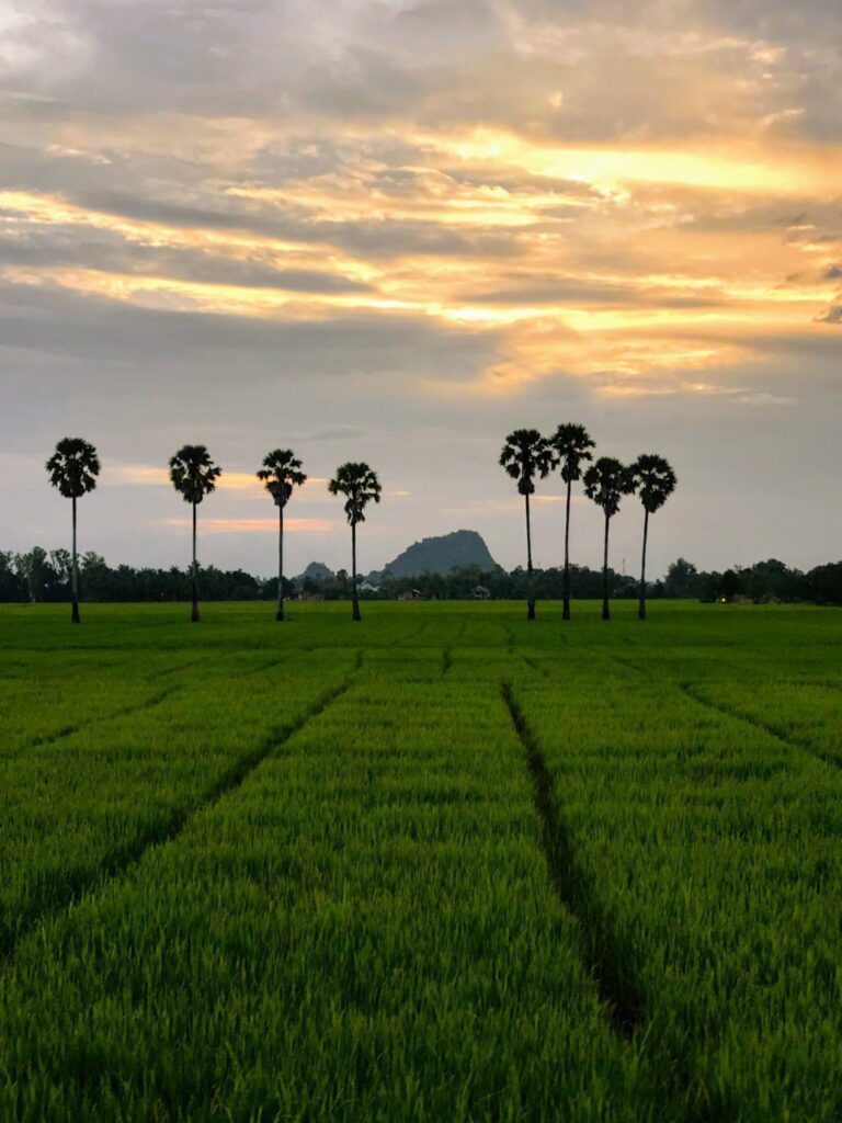 A Journey through the Countryside: Discovering Thailands Rural Landscapes