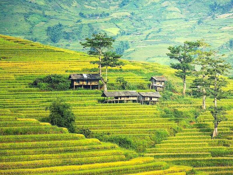 Captivating Views of Thailands Rice Terraces