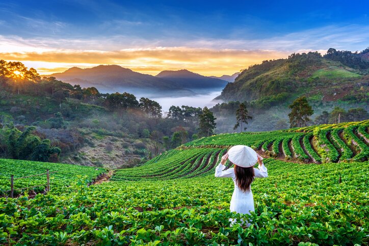 Captivating Views of Thailands Rice Terraces