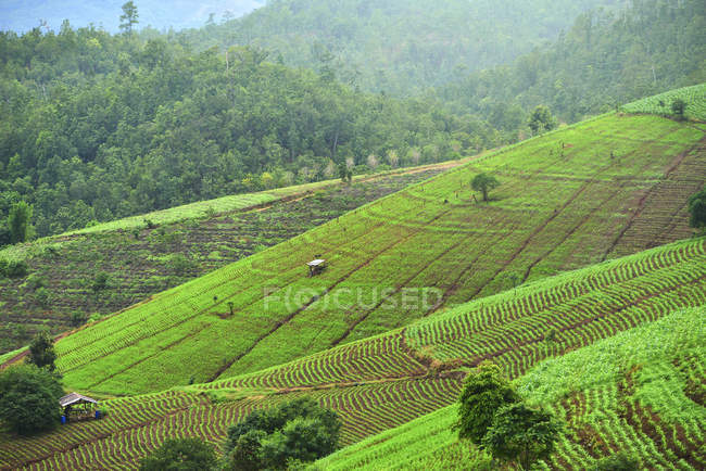 Captivating Views of Thailands Rice Terraces