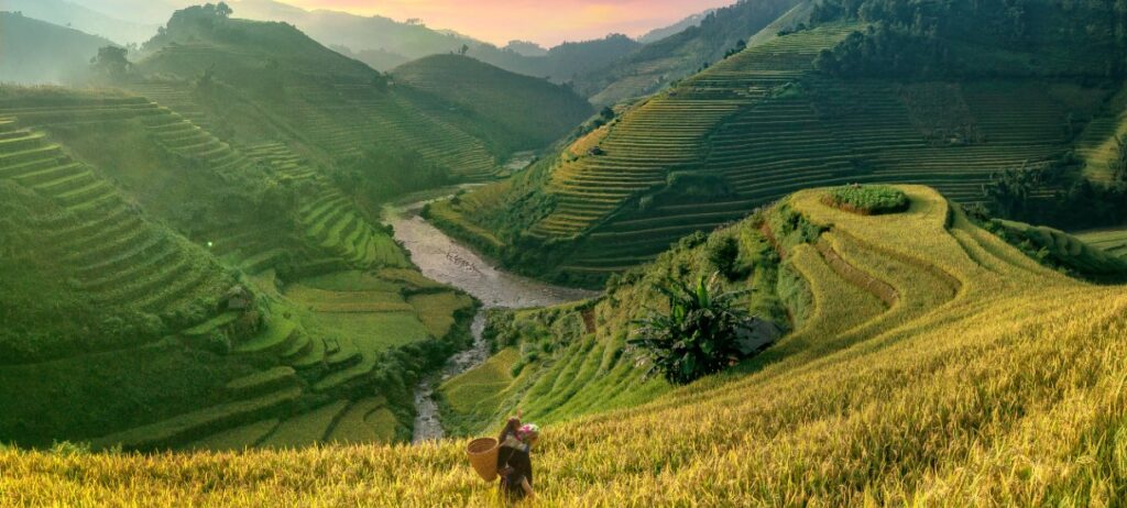 Captivating Views of Thailands Rice Terraces