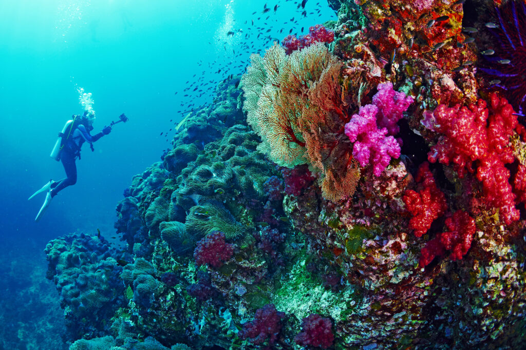 Discover the Hidden Gems: Thailands Top Scuba Diving Spots