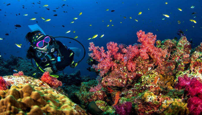 Discover the Hidden Gems: Thailands Top Scuba Diving Spots