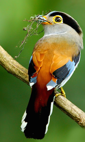 Discovering Thai Bird Species in Paradise