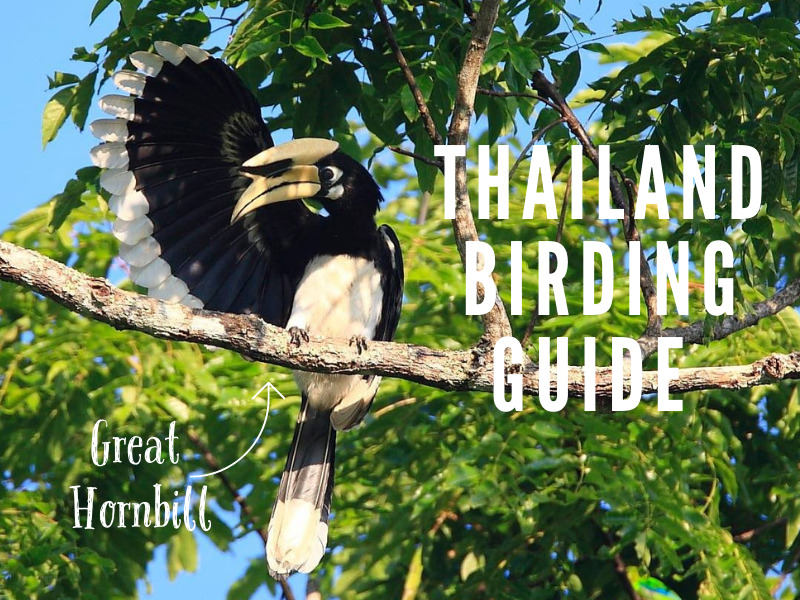 Discovering Thai Bird Species in Paradise