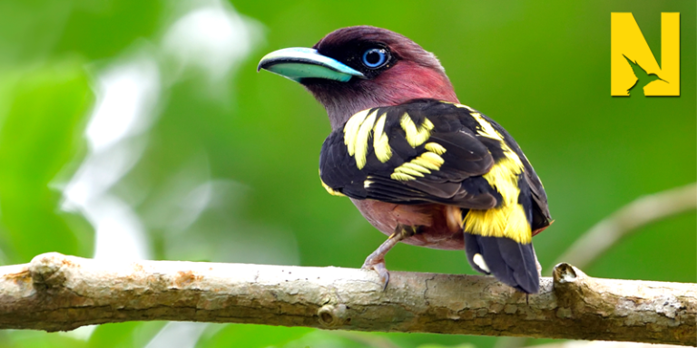 Discovering Thai Bird Species in Paradise