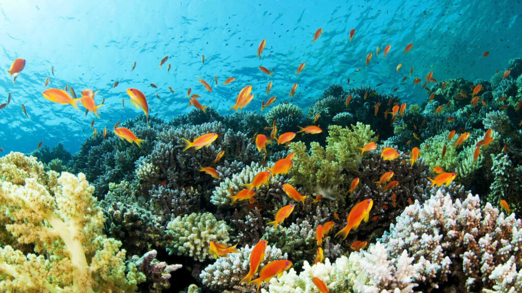 Discovering the Wonders of Thailands Coral Reefs