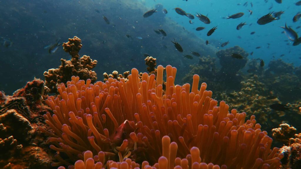 Discovering the Wonders of Thailands Coral Reefs