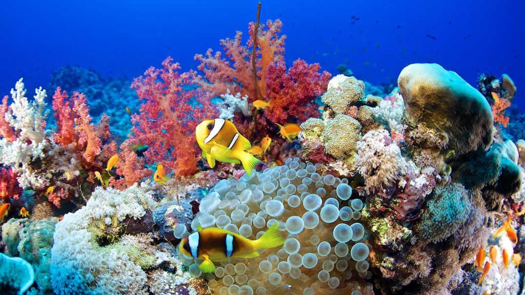 Discovering the Wonders of Thailands Coral Reefs