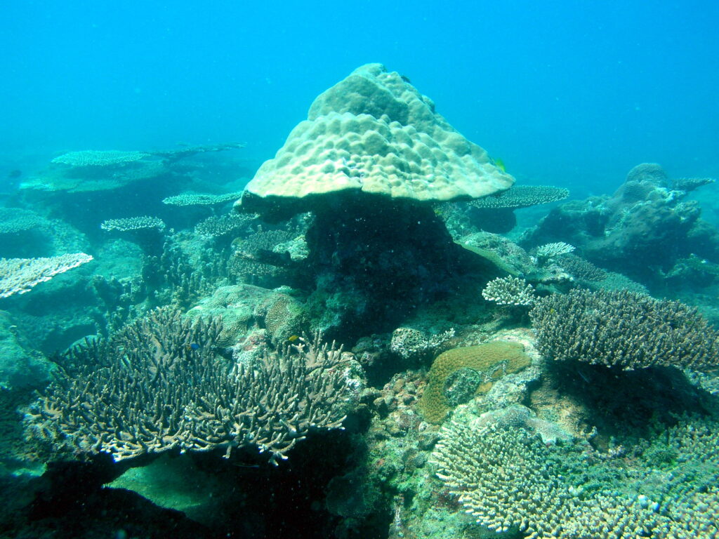 Discovering the Wonders of Thailands Coral Reefs