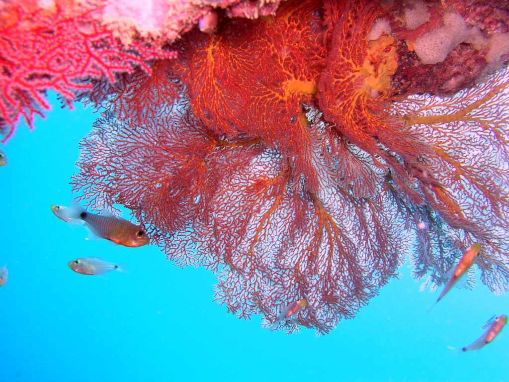 Discovering the Wonders of Thailands Coral Reefs