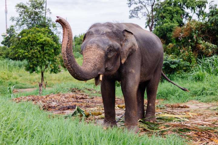 Ethical Encounters with Thailands Majestic Elephants