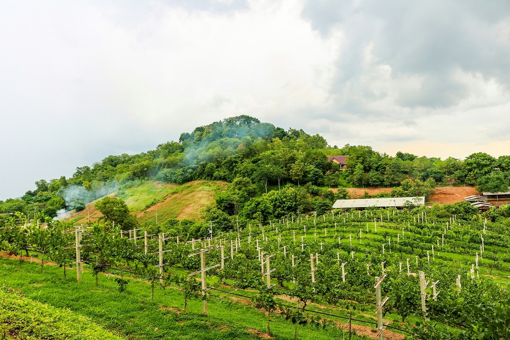 Exploring Thailands Breathtaking Vineyards and Landscapes