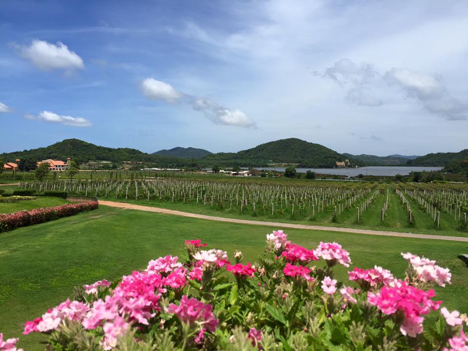 Exploring Thailands Breathtaking Vineyards and Landscapes