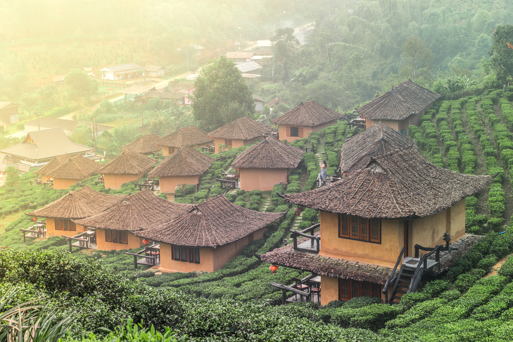 Exploring Thailands Rich Tea Culture: From Plantations to Tea Houses