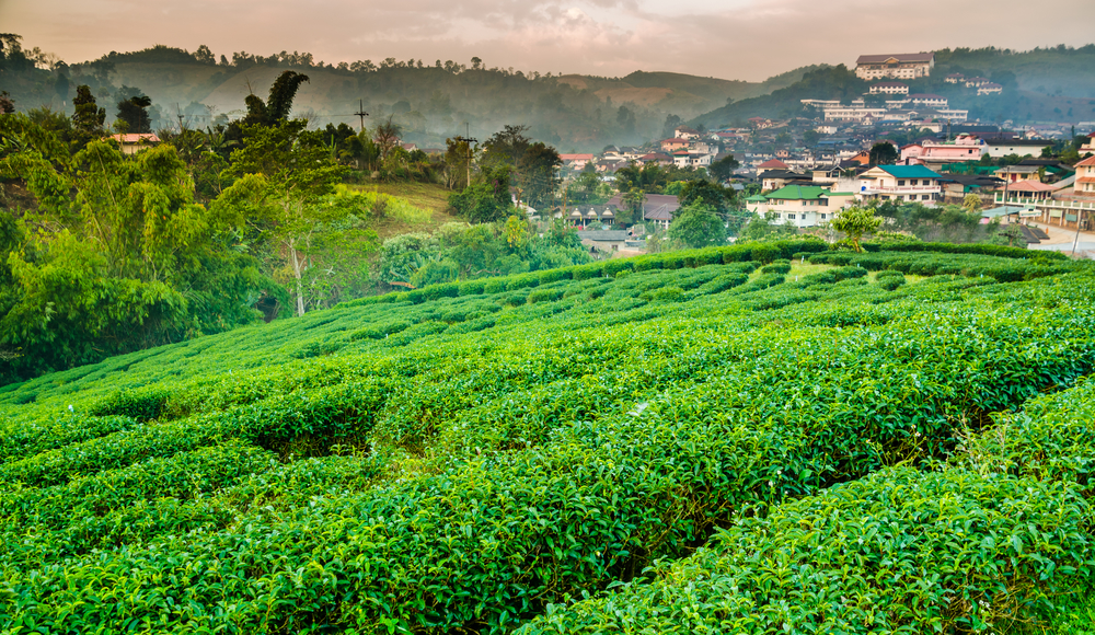 Exploring Thailands Rich Tea Culture: From Plantations to Tea Houses