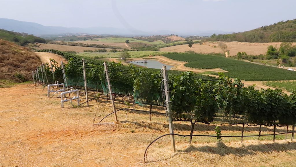 Exploring Thailands Vineyards: A Guide for Wine Enthusiasts