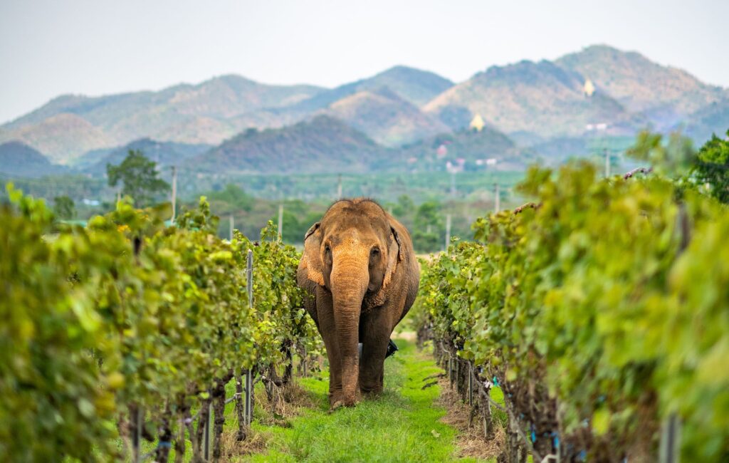 Exploring Thailands Vineyards: A Guide for Wine Enthusiasts