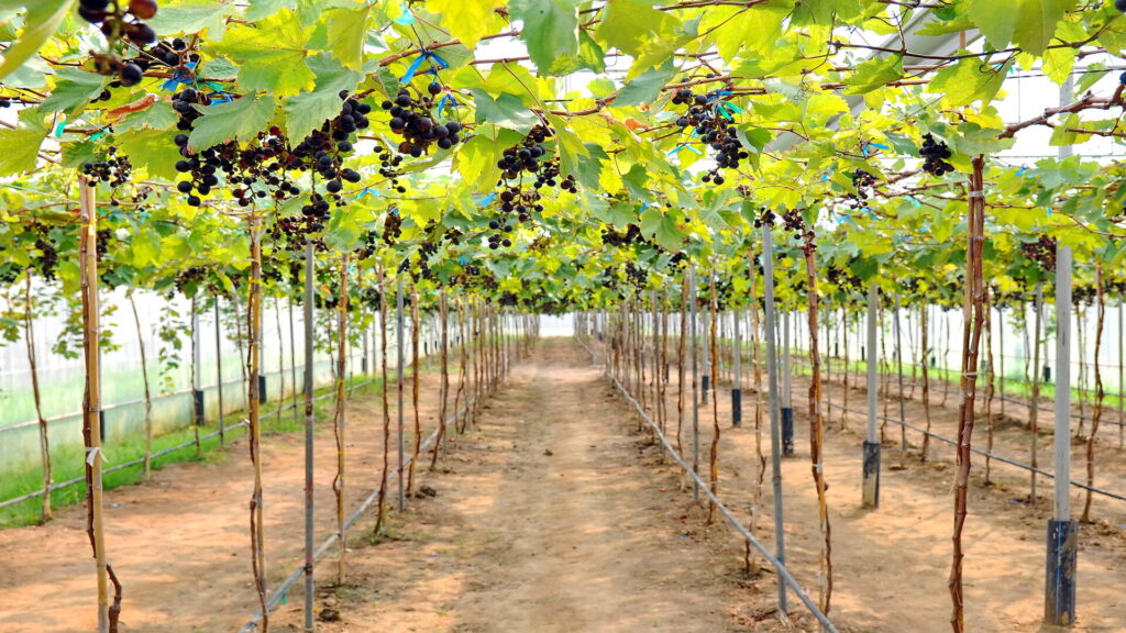 Exploring Thailands Vineyards: A Guide for Wine Enthusiasts