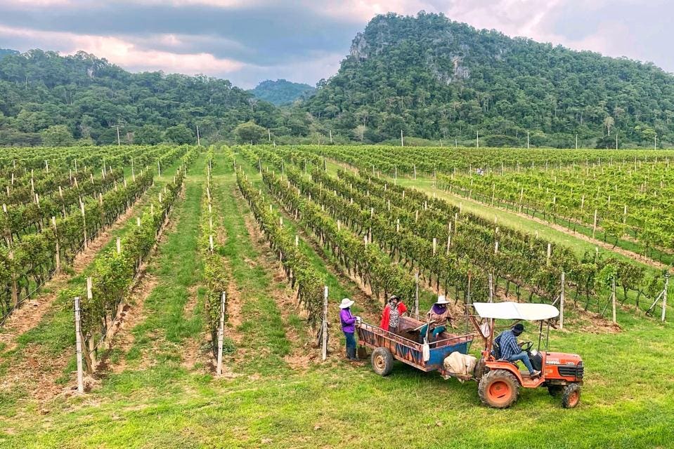 Exploring Thailands Vineyards and Wineries: A Hidden Gem for Tourists