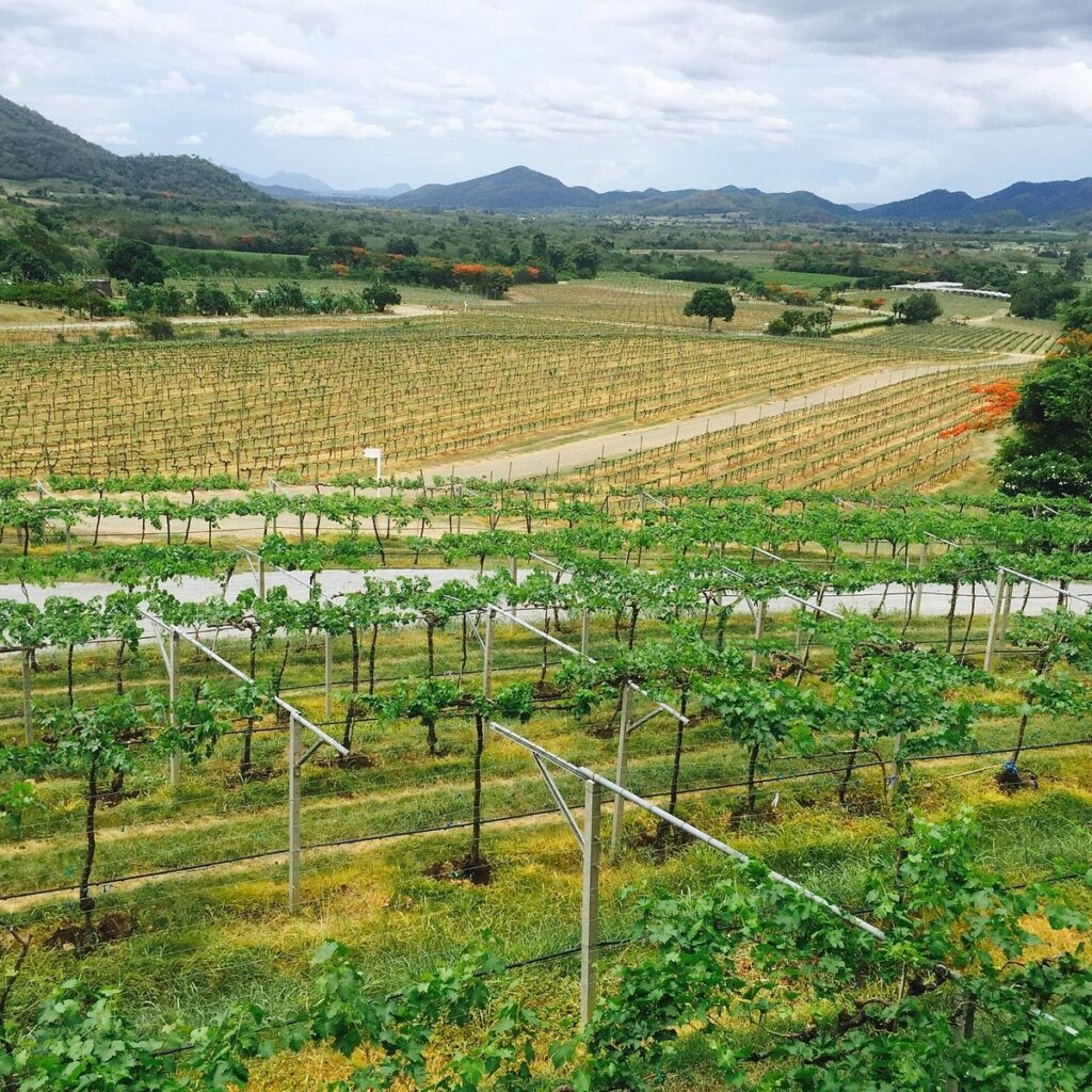Exploring Thailands Vineyards and Wineries: A Hidden Gem for Tourists