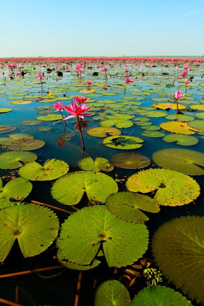 Exploring the Enchanting Lotus Lakes of Thailand