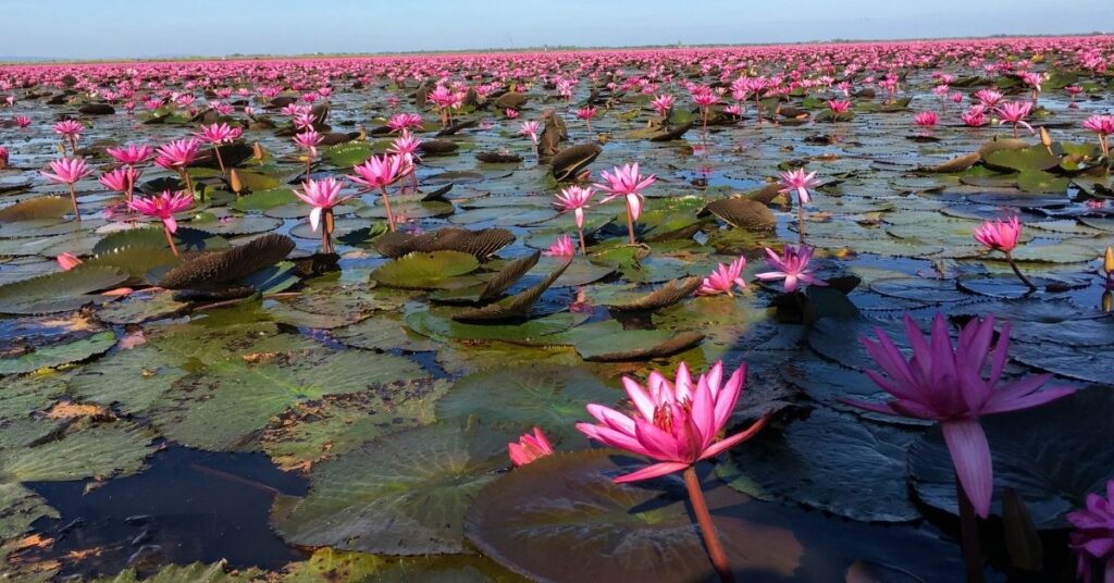 Exploring the Enchanting Lotus Lakes of Thailand