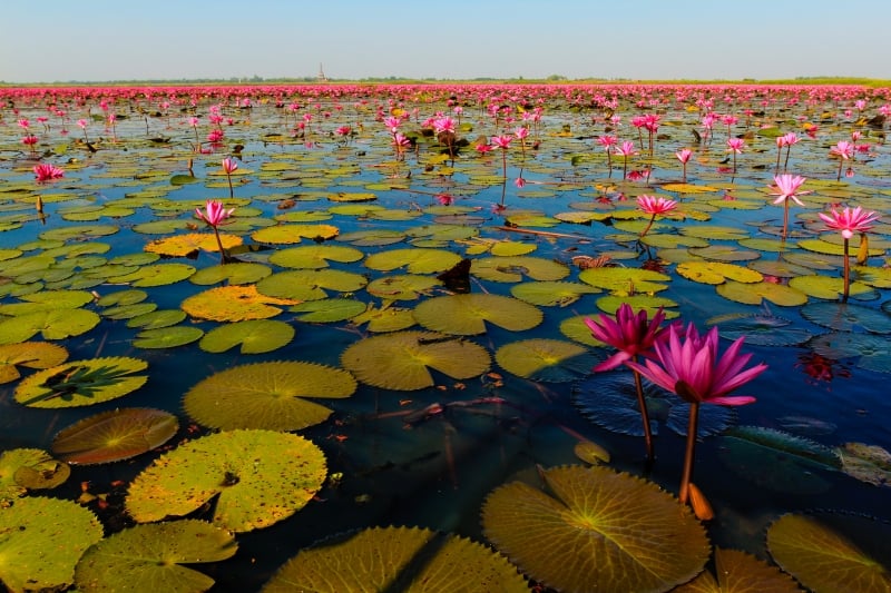 Exploring the Enchanting Lotus Lakes of Thailand