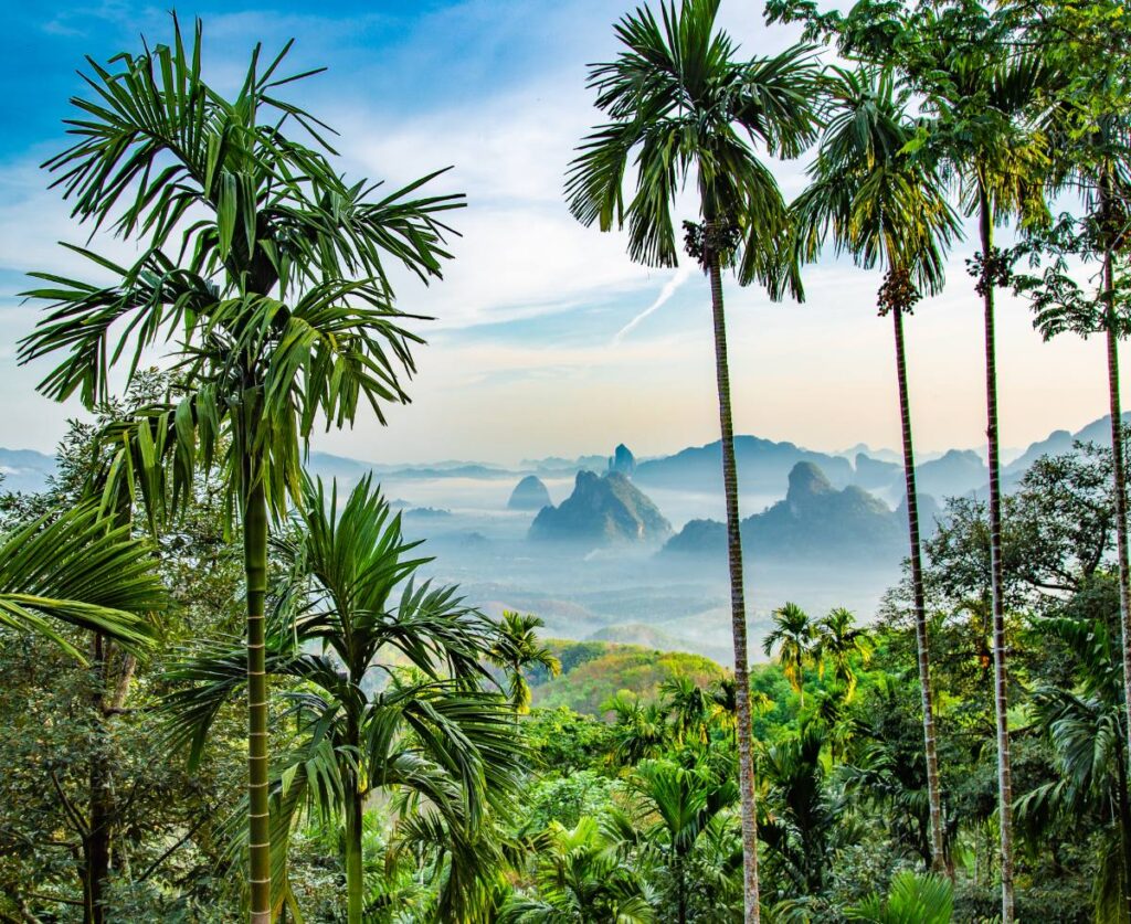 Exploring the Hidden Treasures of Thailands Rainforests