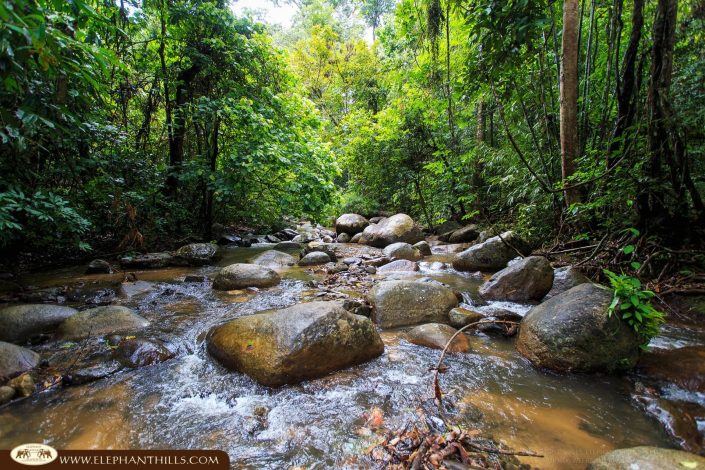 Exploring the Hidden Treasures of Thailands Rainforests