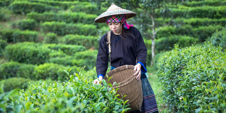 Exploring the Rich Thai Tea Culture