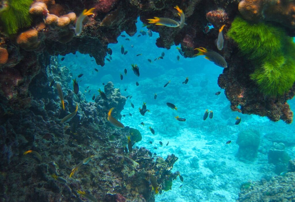 Exploring the Spectacular Underwater Life of Thailand: A Snorkelers Paradise