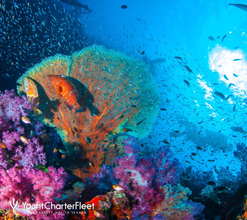 Exploring the Spectacular Underwater Life of Thailand: A Snorkelers Paradise