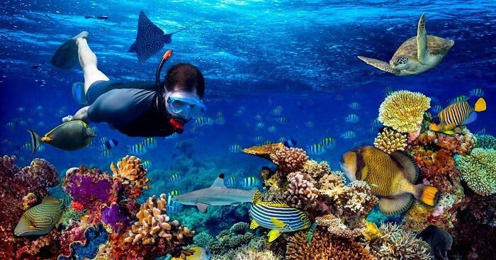 Exploring the Spectacular Underwater Life of Thailand: A Snorkelers Paradise