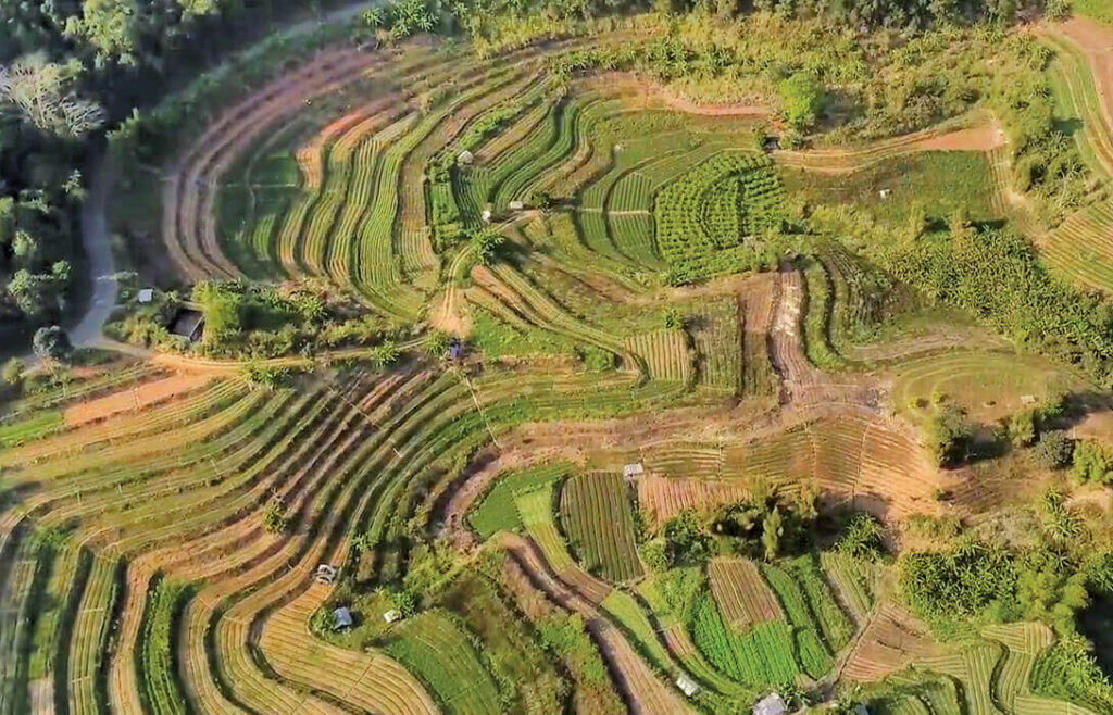 The Royal Project: Revolutionizing Thailands Agriculture