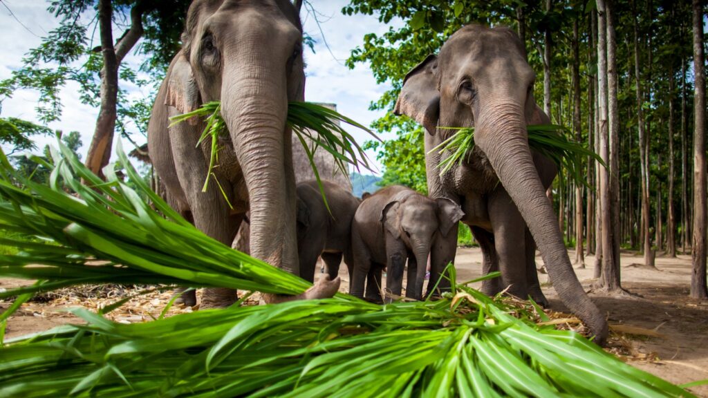 The Ultimate Guide to Ethical Animal Encounters in Thailand