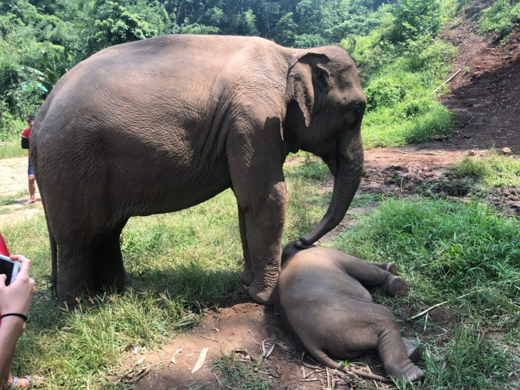 The Ultimate Guide to Ethical Animal Encounters in Thailand