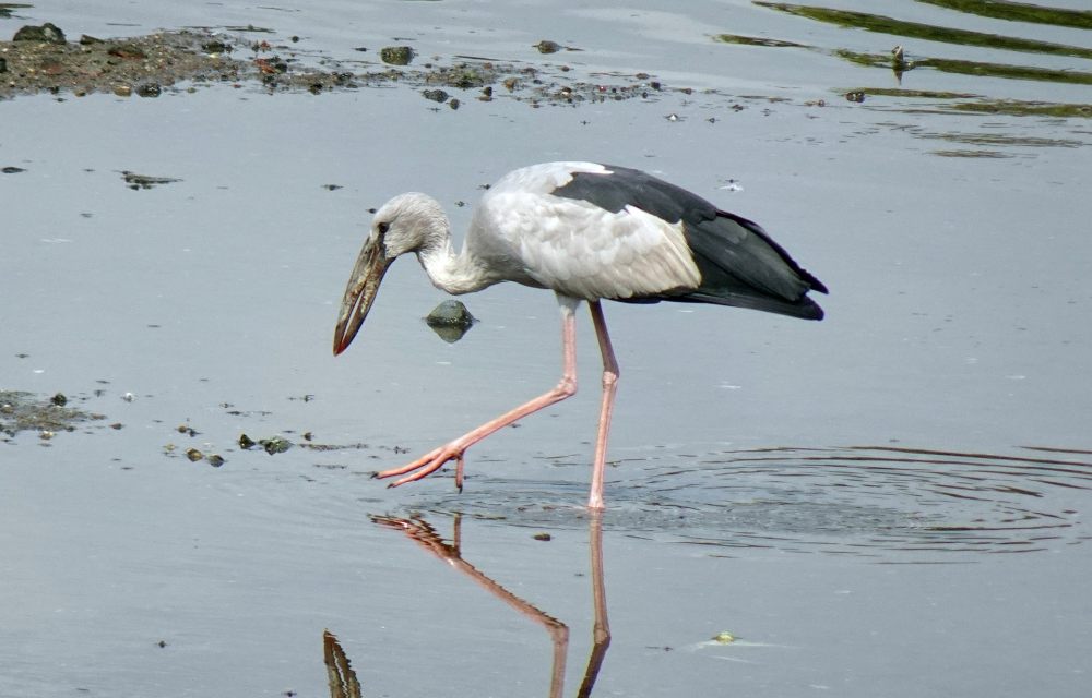 Top Bird Watching Spots in Thailand