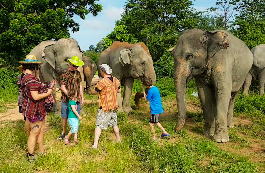 Wildlife Encounters: Ethical Tourism Guide in Thailand