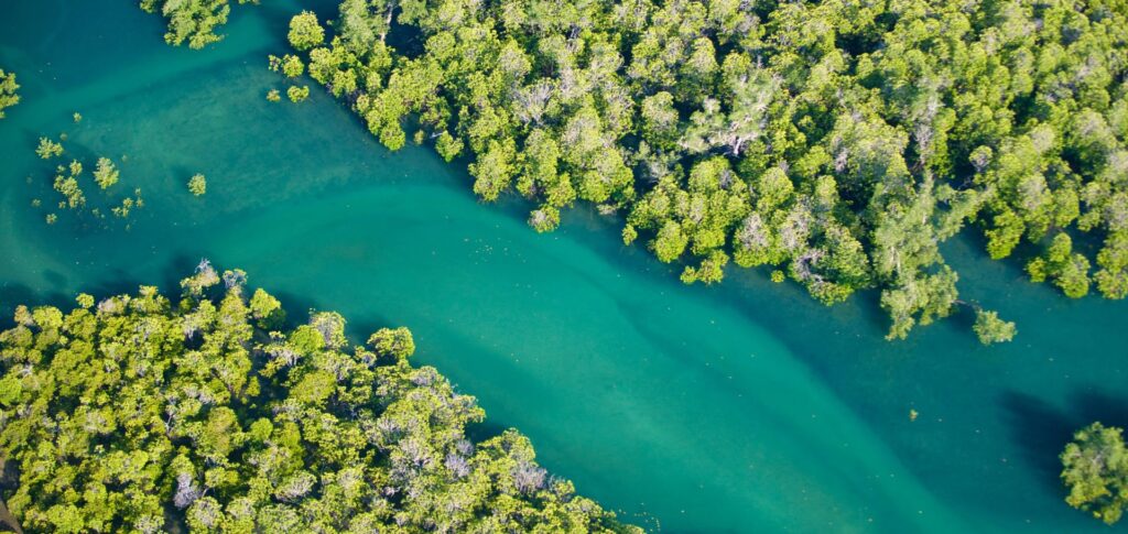 Discovering Thailands Magnificent Mangrove Forests: A Guide to Natures Hidden Gems