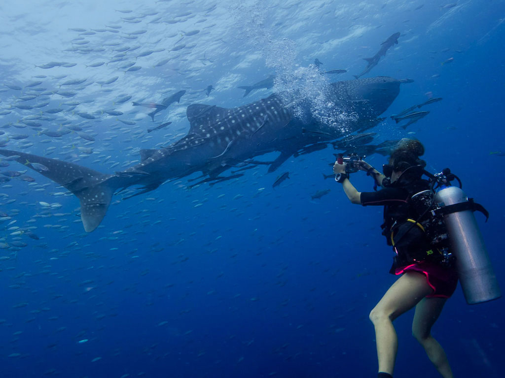 Discovering the Stunning Dive Sites of Koh Tao: A Comprehensive Scuba Diving Guide