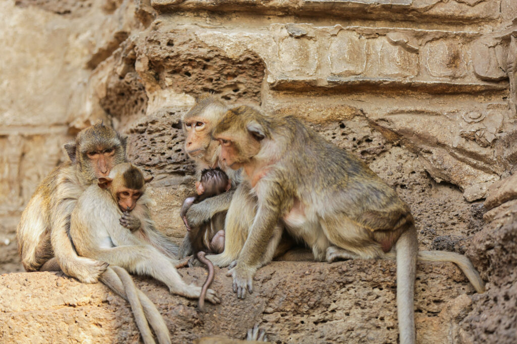 Exploring Lopburi: A Hidden Gem in Thailand