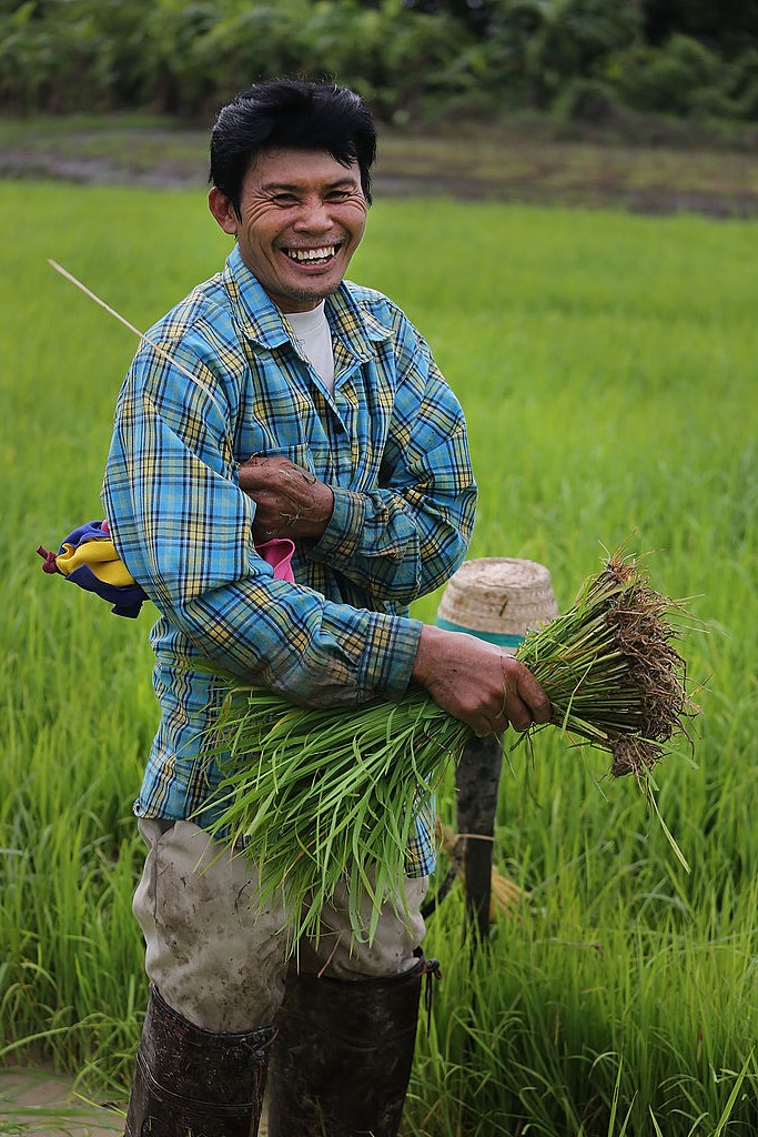 Exploring Thailands Traditional Rice Farming Culture