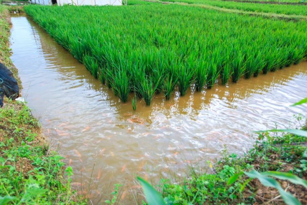 Exploring Thailands Traditional Rice Farming Culture