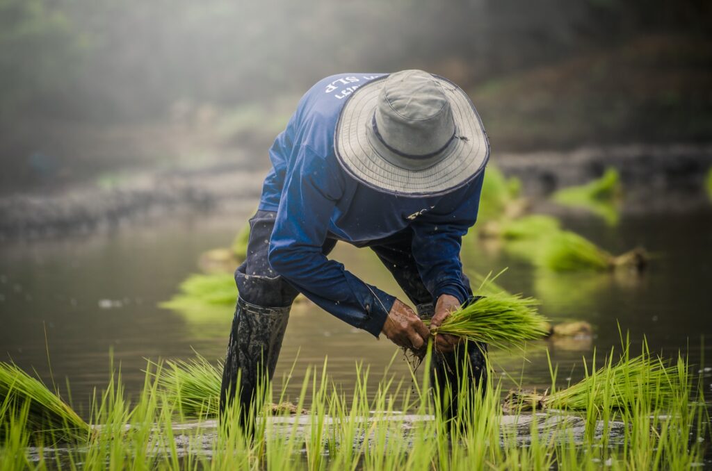 Exploring Thailands Traditional Rice Farming Culture