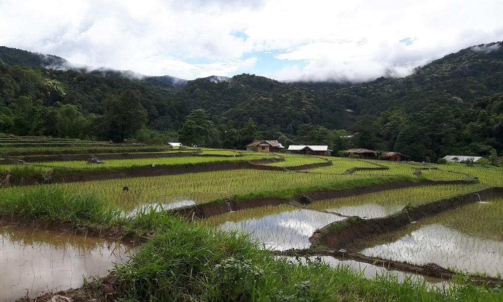 Exploring Thailands Traditional Rice Farming Culture