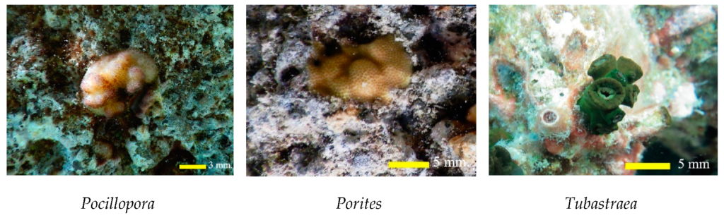 Exploring the Biodiversity of Thailands Resilient Coral Reefs