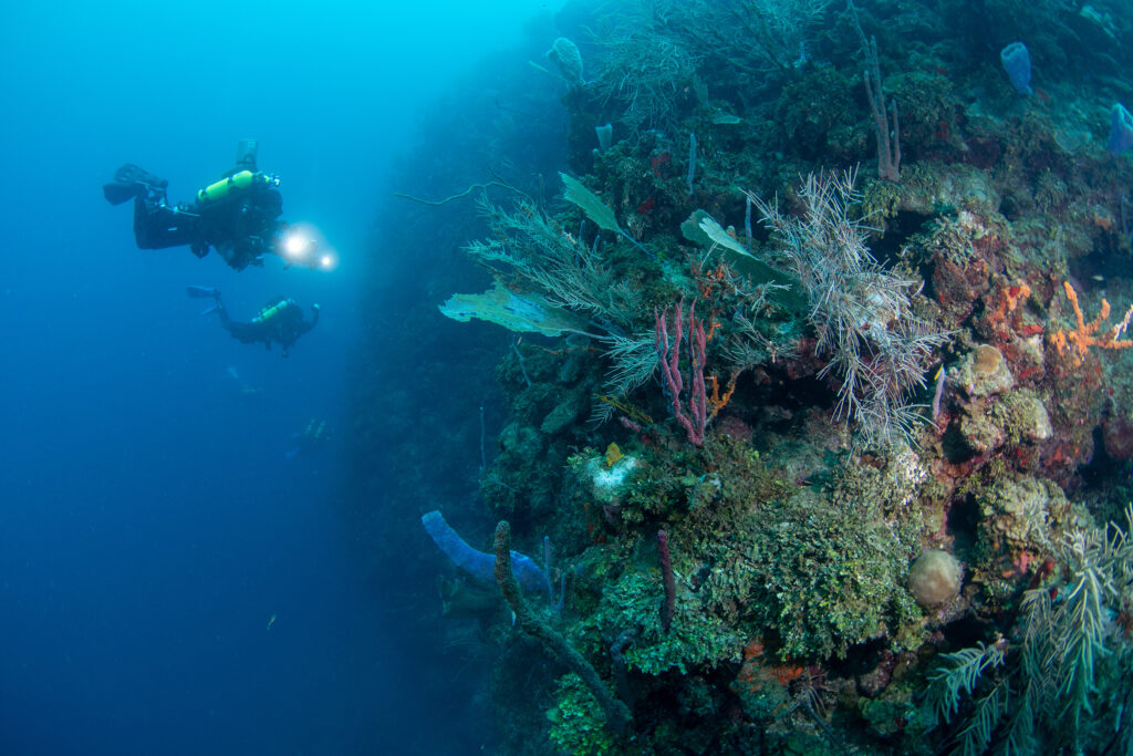 Exploring the Biodiversity of Thailands Resilient Coral Reefs